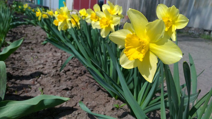 flowers