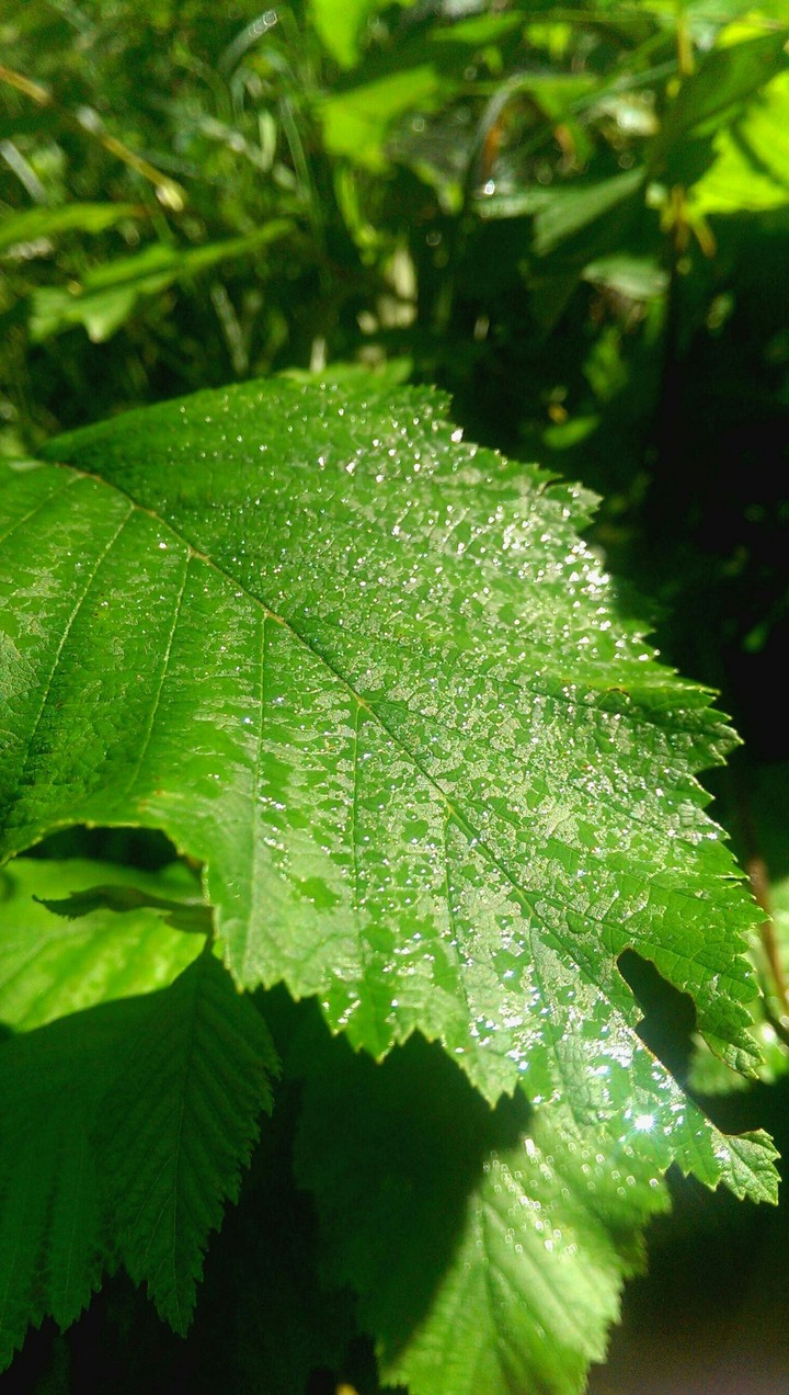 Morning dew on a leaf
