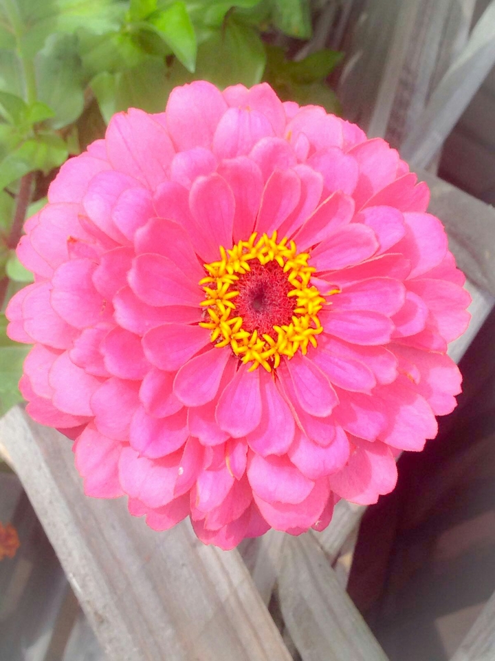 flower