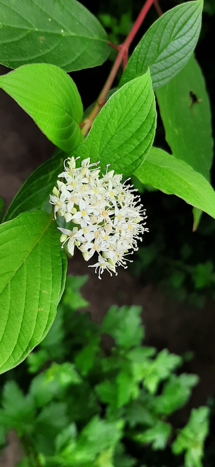 love flowers