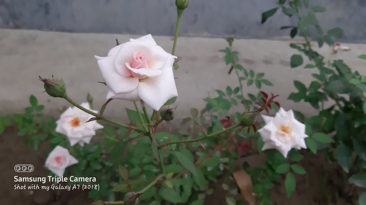 white rose