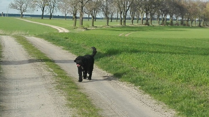 funny dog