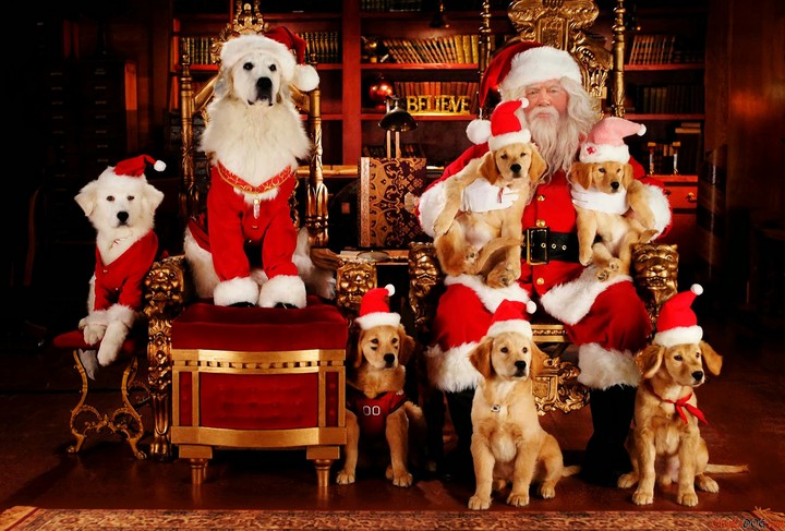 navidad de perros