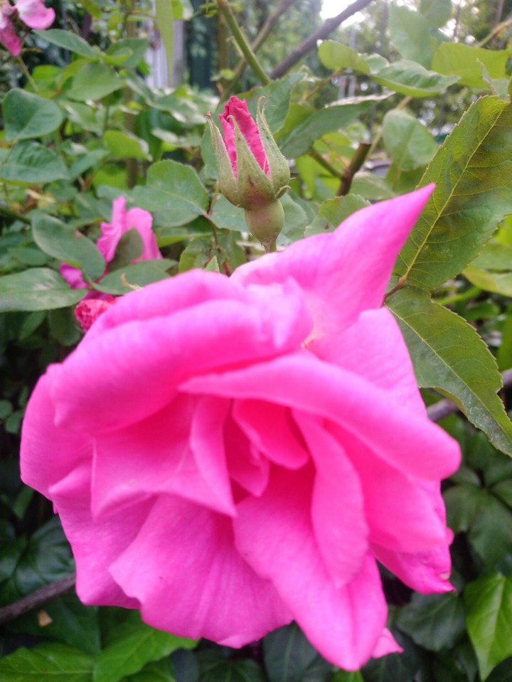 roses