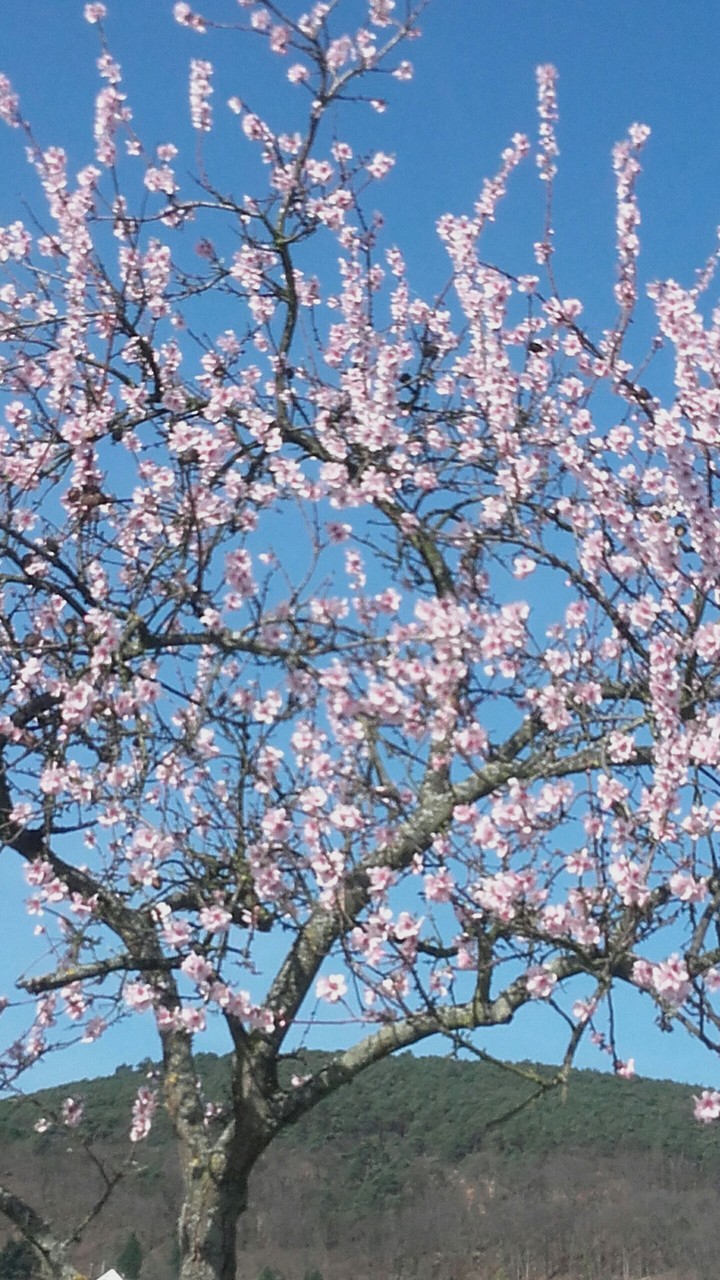 Baum