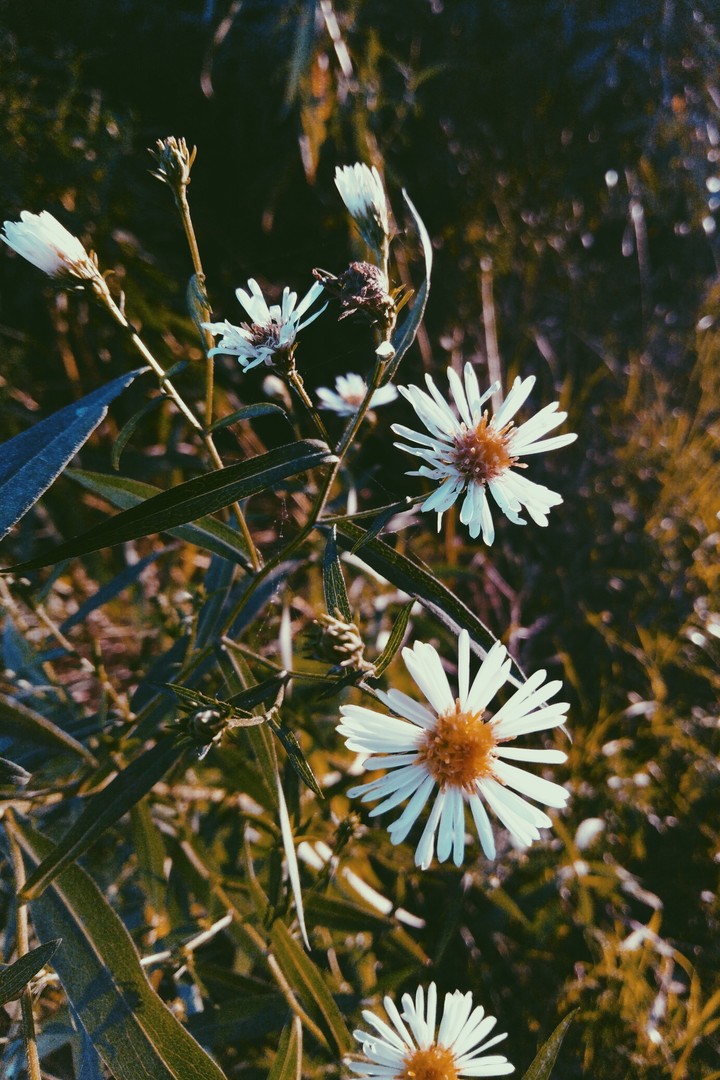 #flower