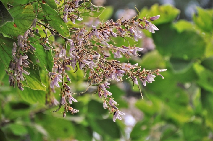 small flowers