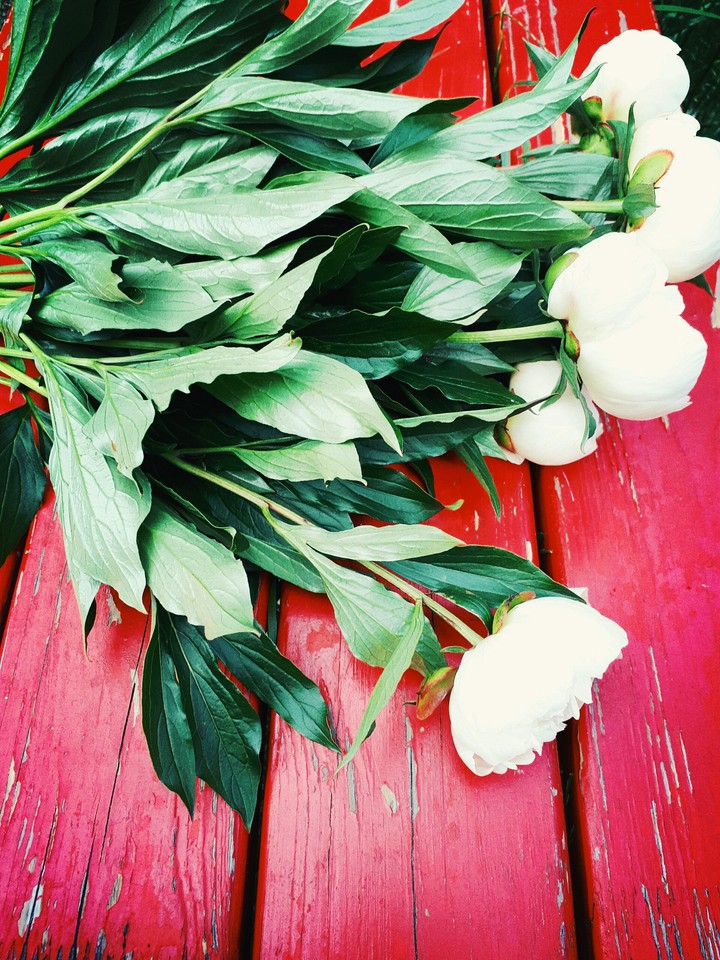 #peonies