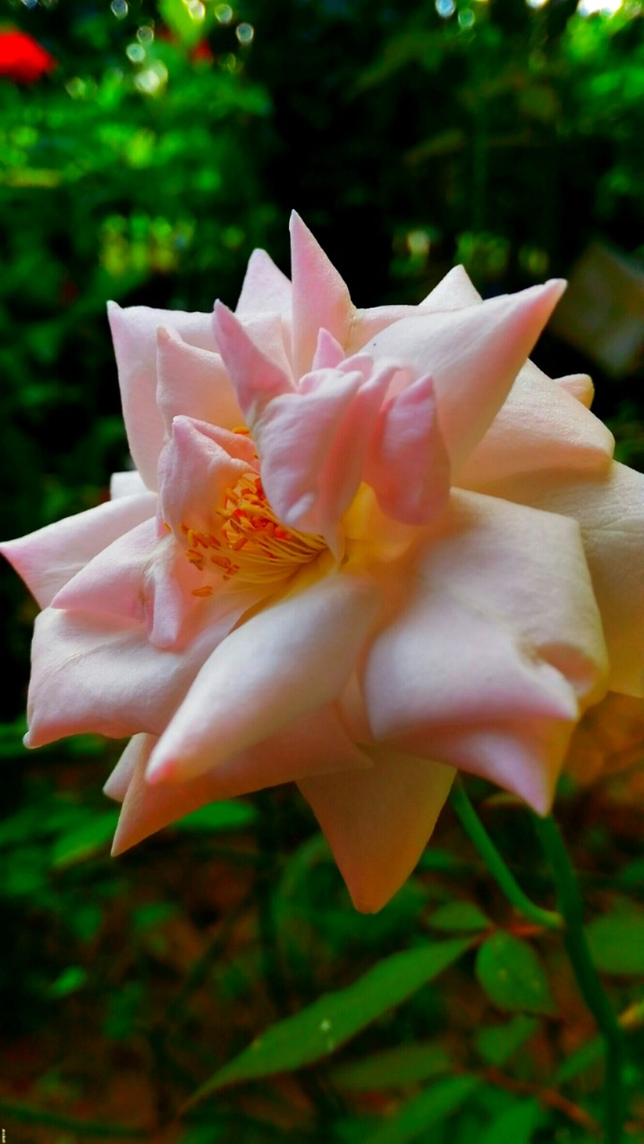 rose