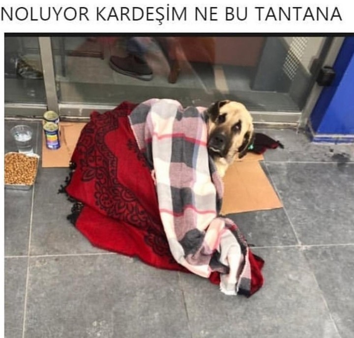 komedi