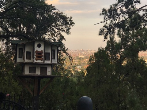 house of bird