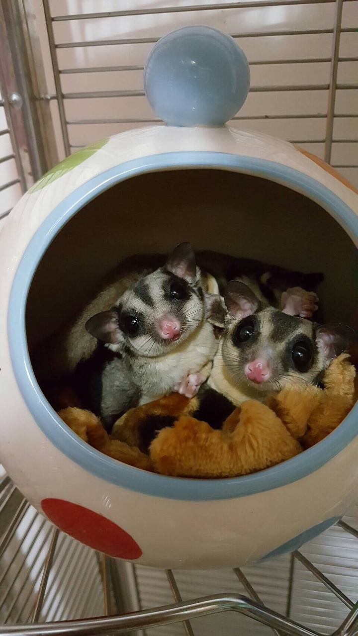 sugar glider 蜜袋鼯