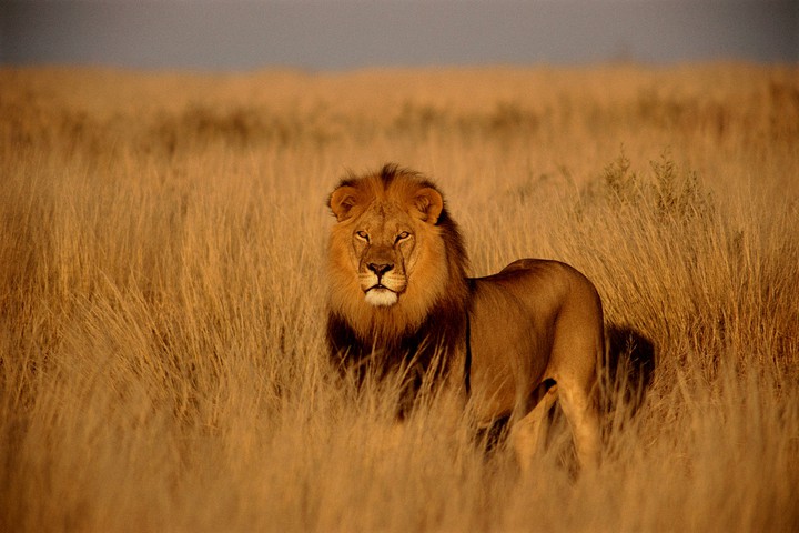 León