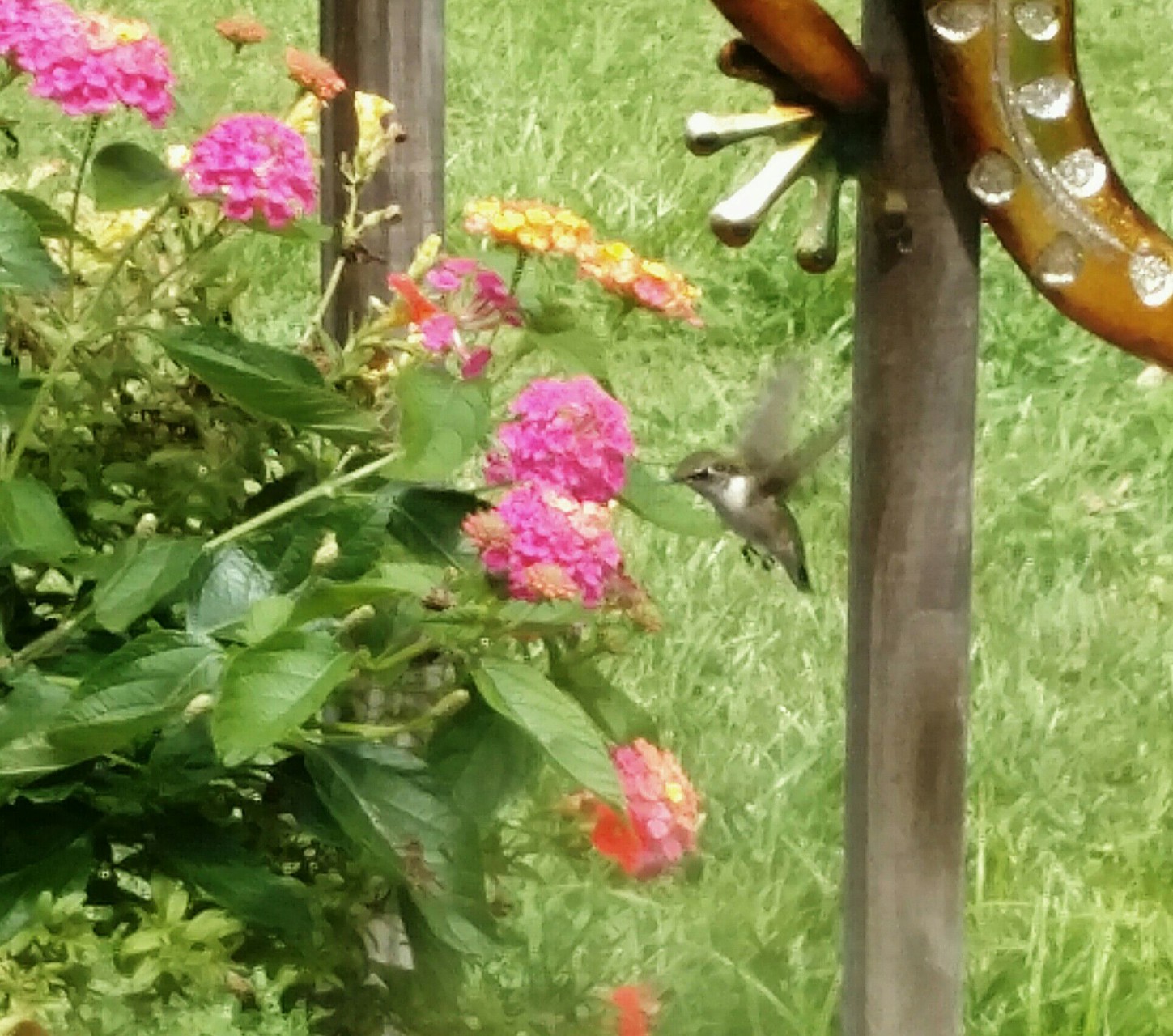 Hummingbird