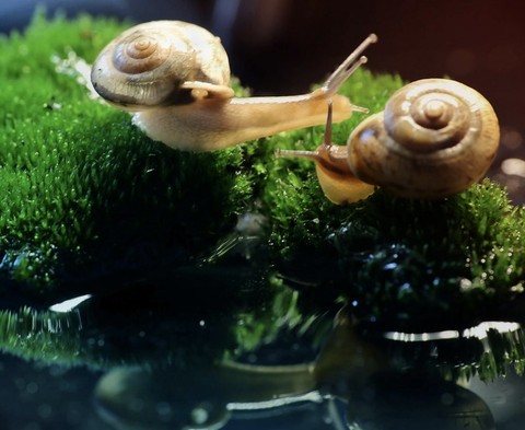 шпалери Snail, gastropods