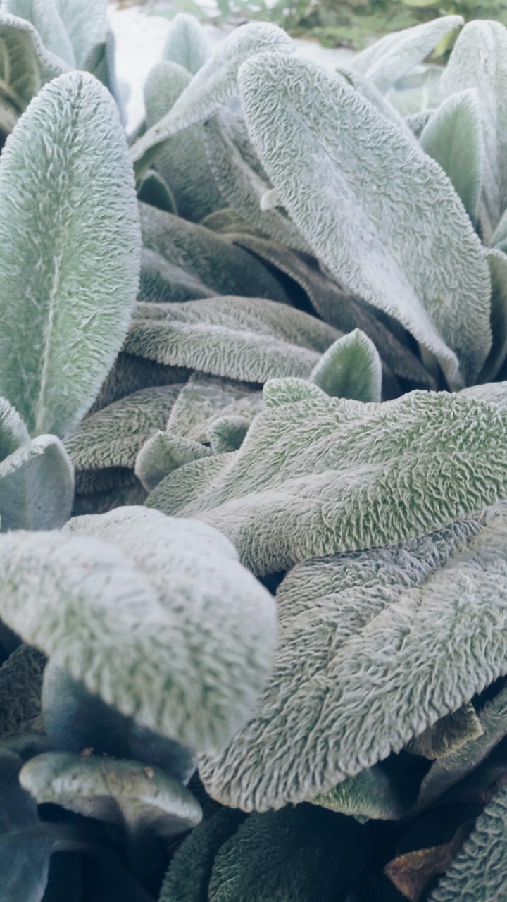cotton plants