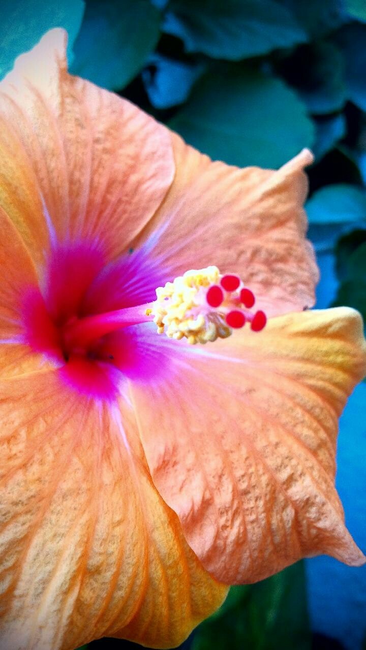 Fleurs