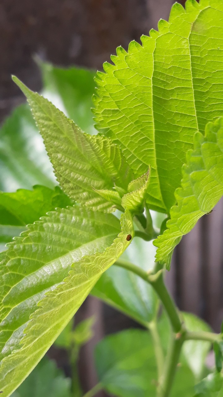 fresh leaf