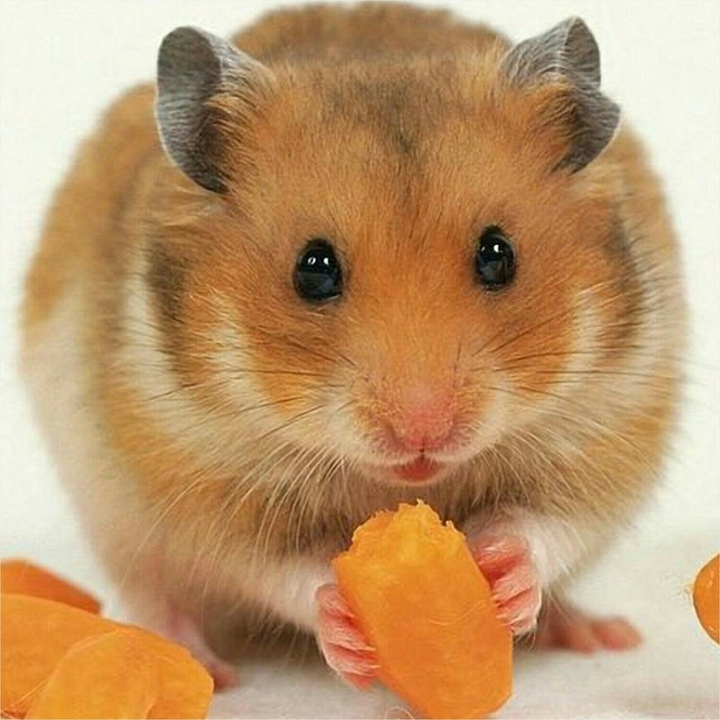 Hamster