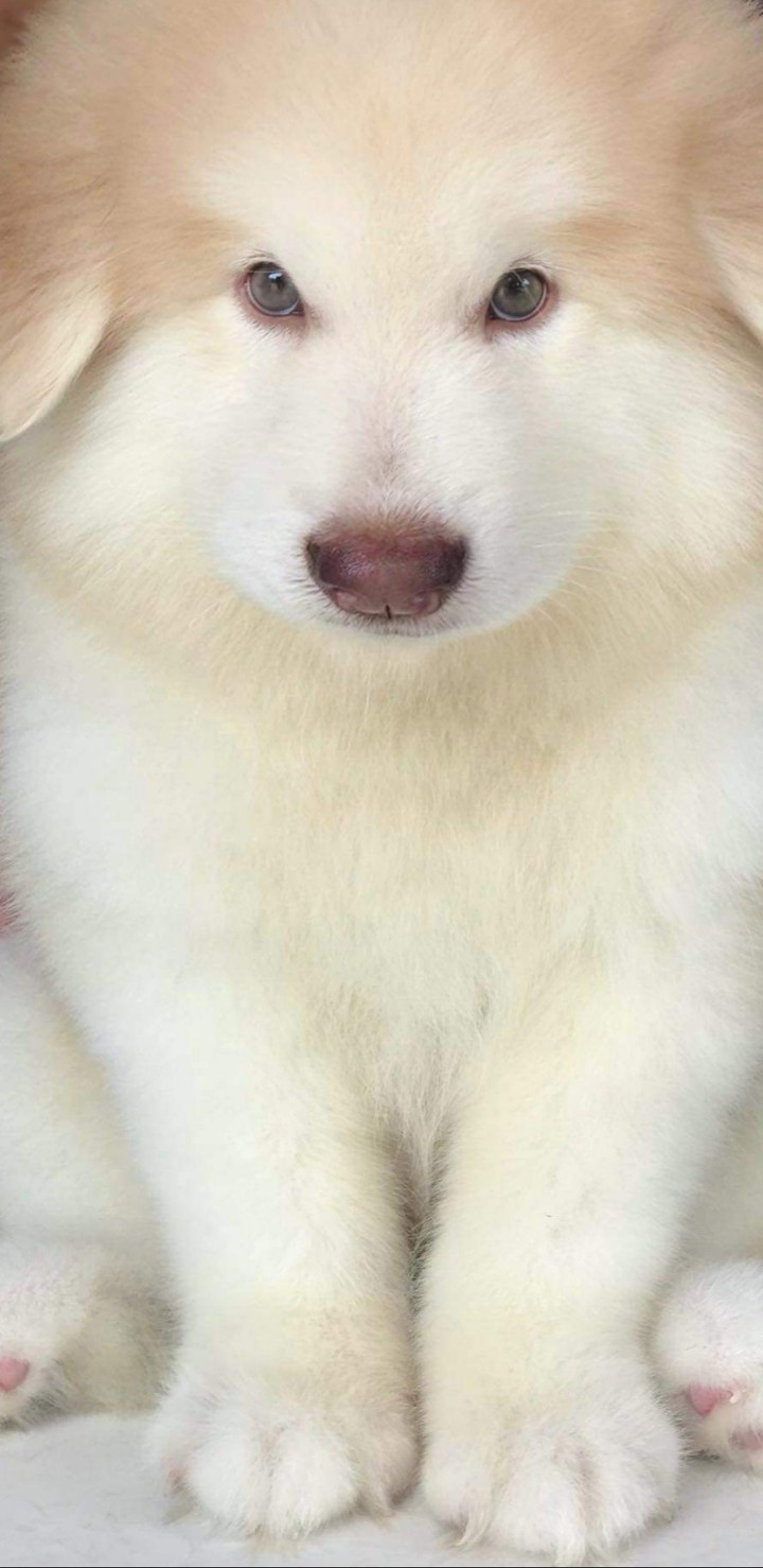 Hi,  how are u doing ?