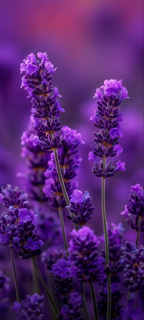 обои broomrapes, wildflower