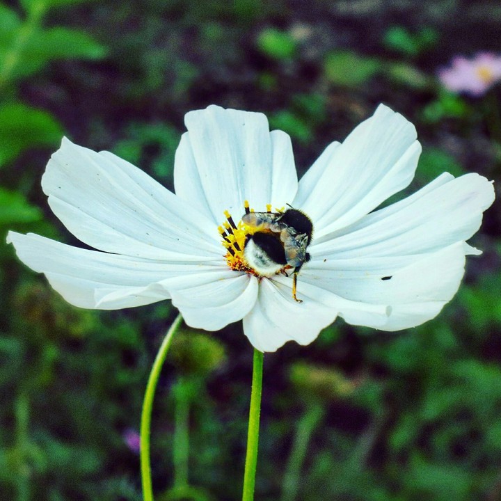 flower and bee