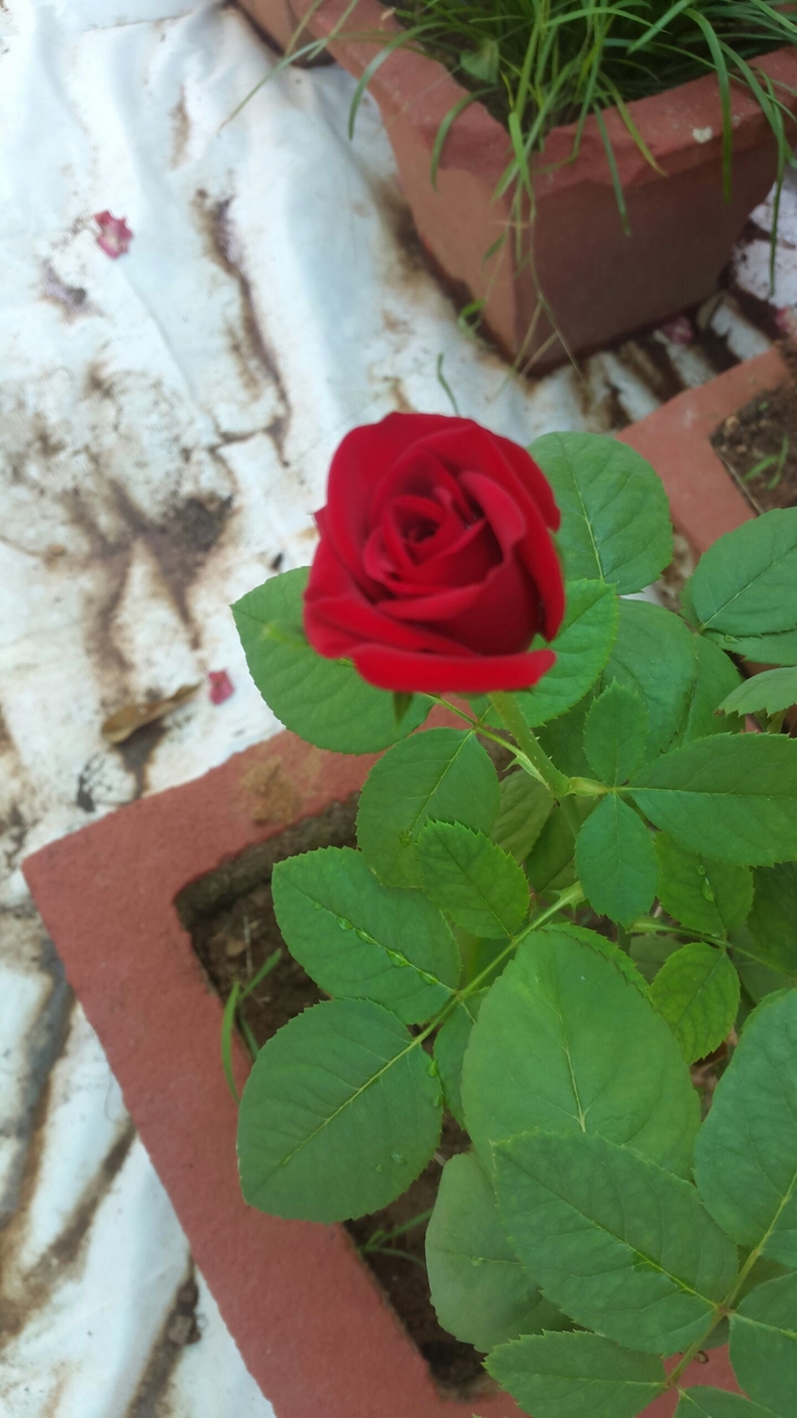 Love for rose