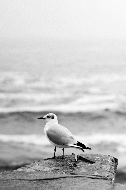 обои liquid, bird