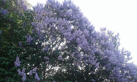 spring