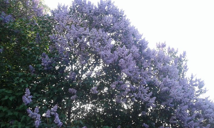 spring