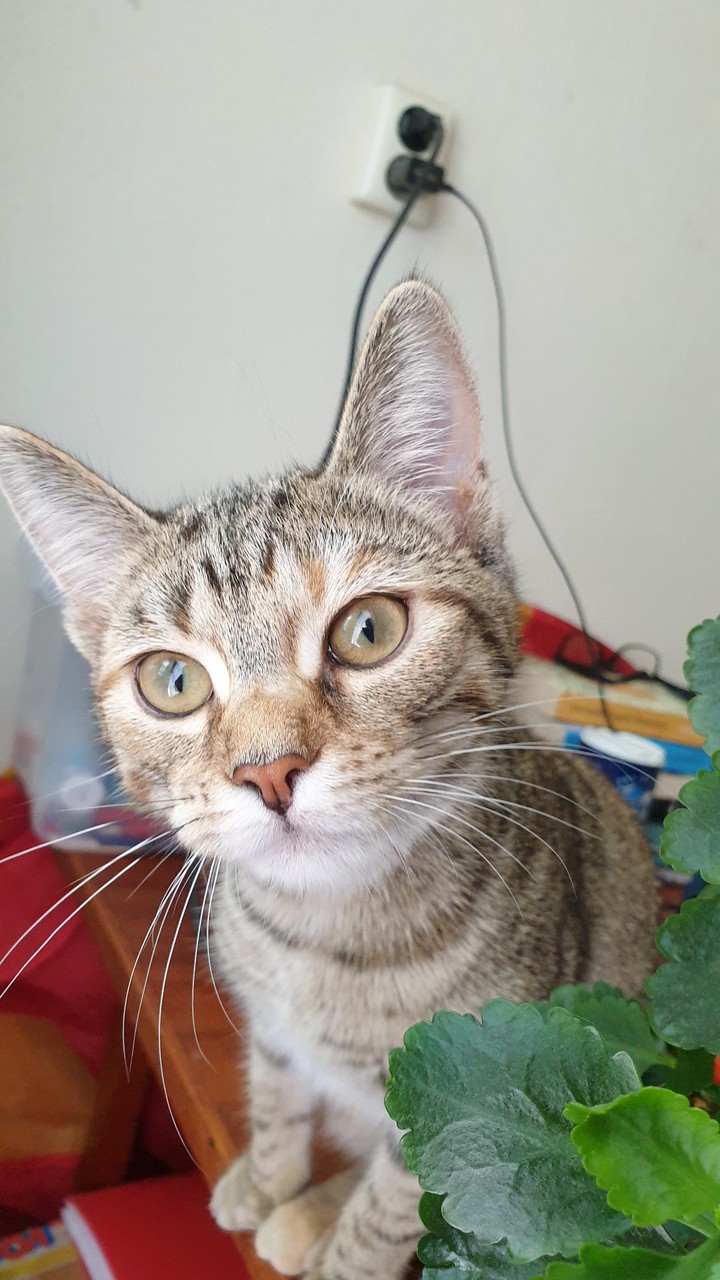 cat