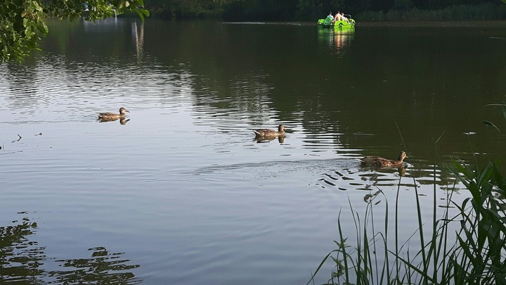 ducks