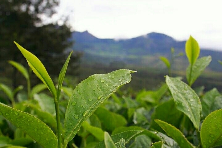 Tea plant