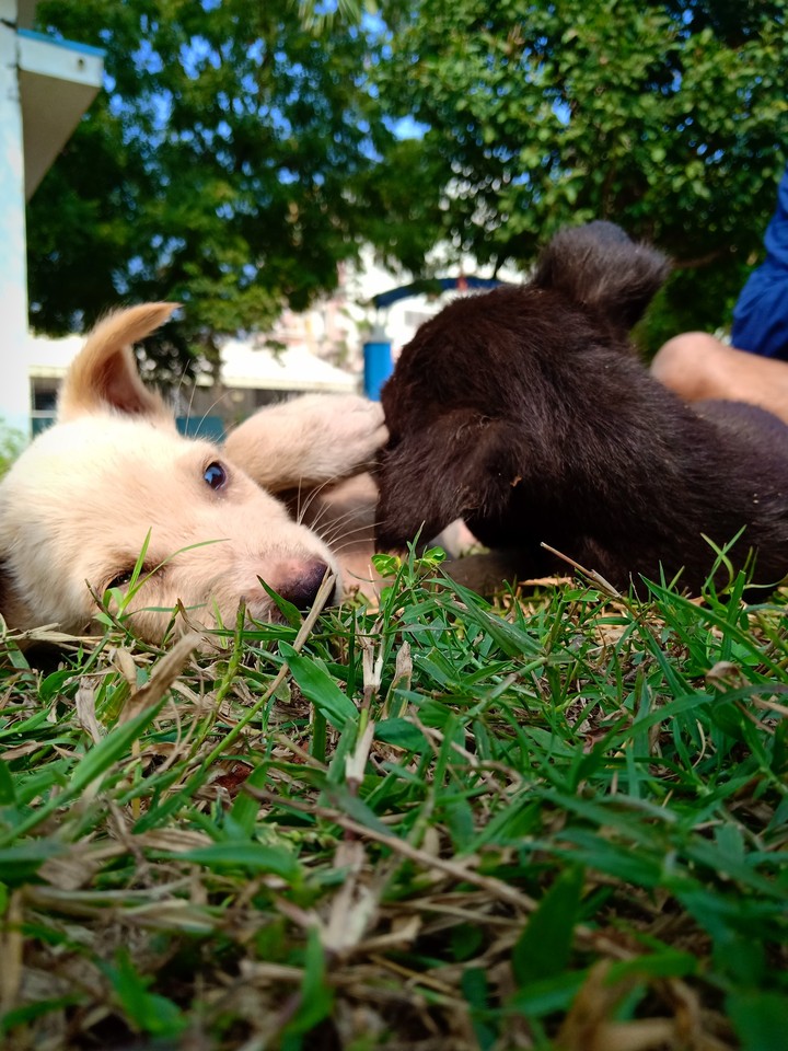 puppies