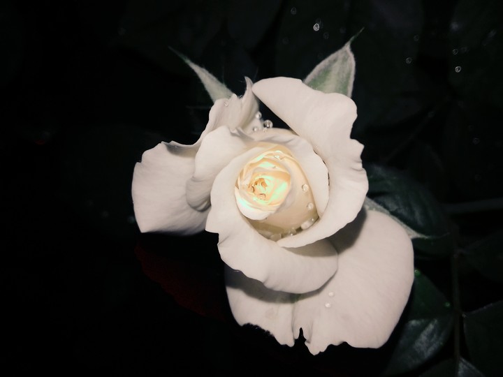 pretty Rose