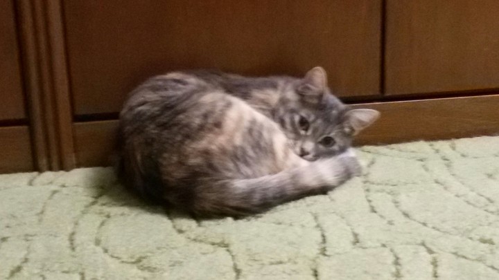 kitten