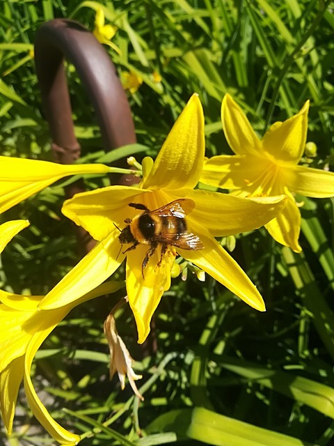 yellowandblack, Pollen壁纸