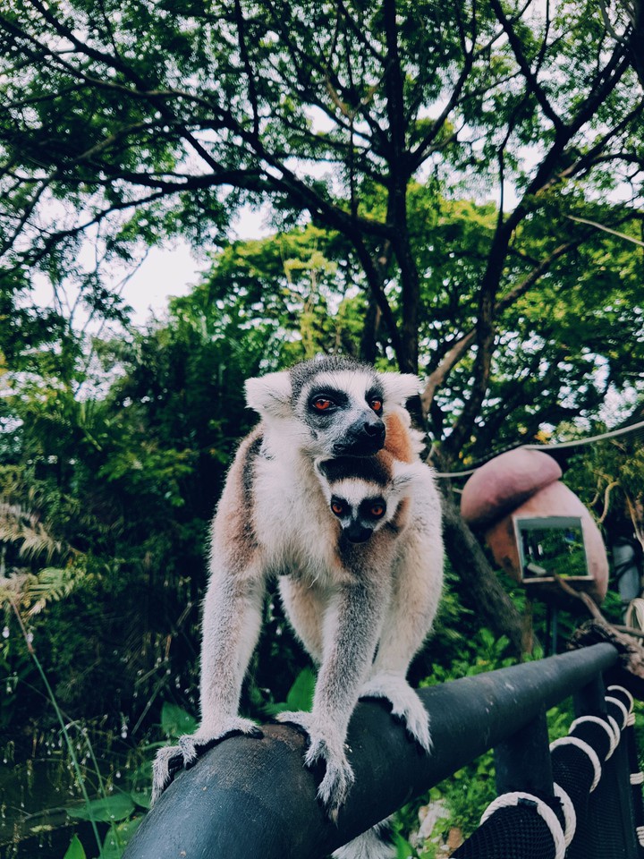 just lemurs.