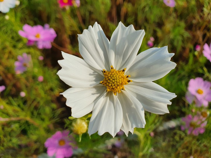cosmos