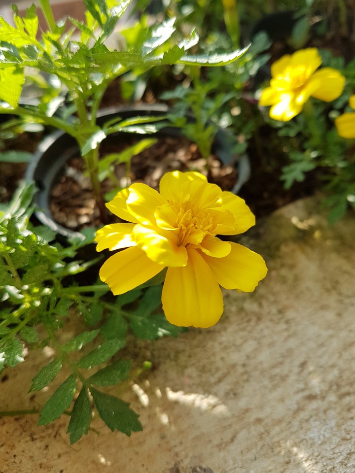 Natureza