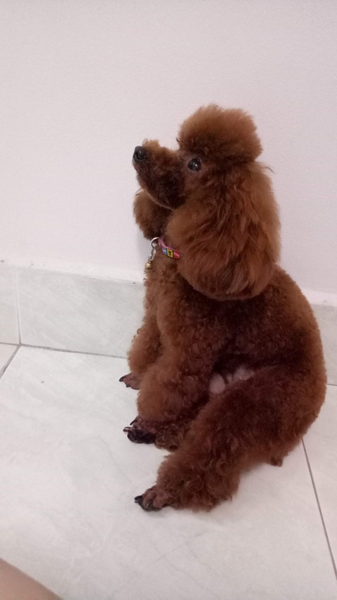 poodle