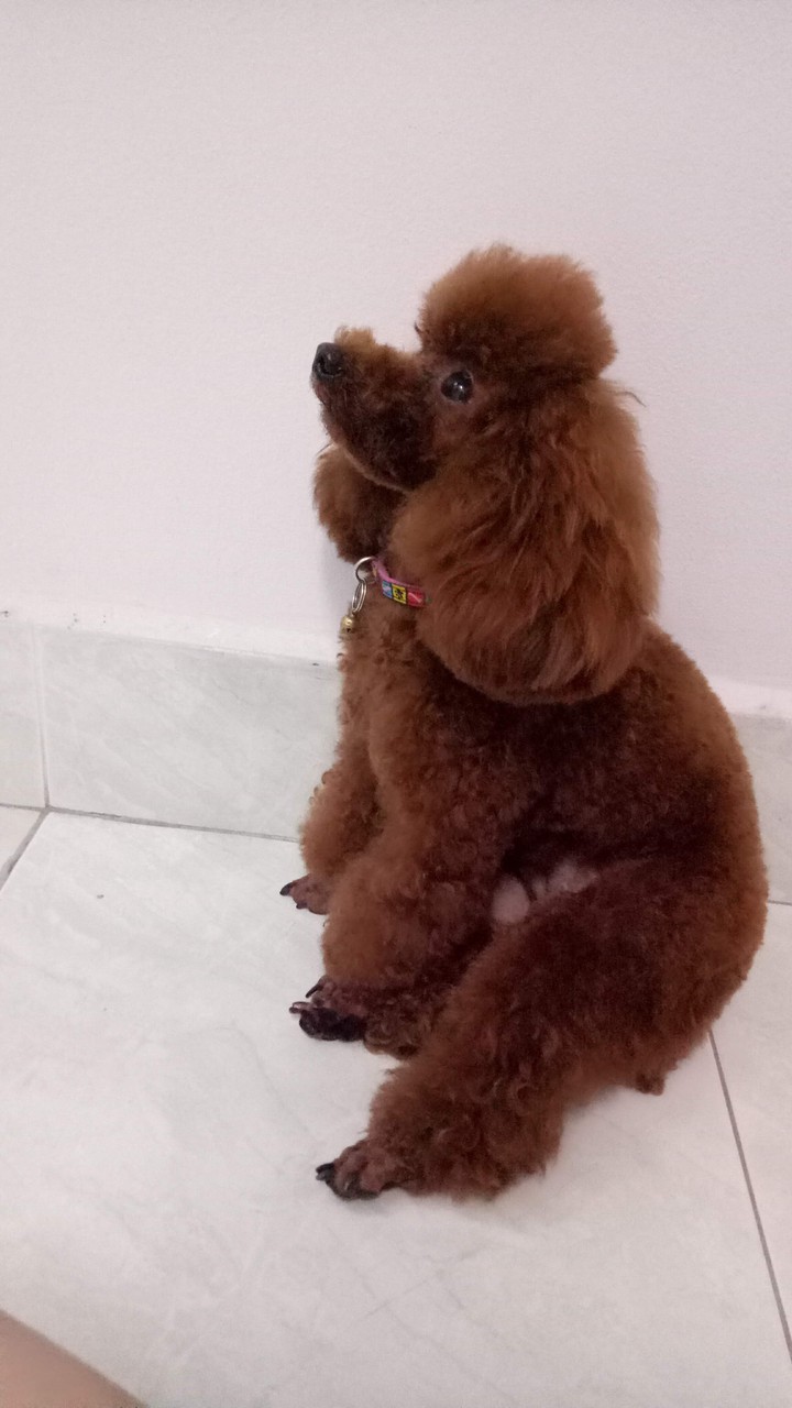 poodle
