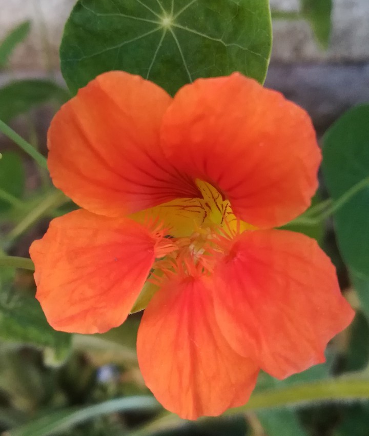 nasturtium