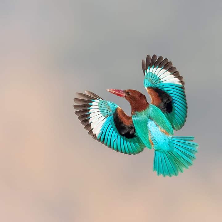 Fly high