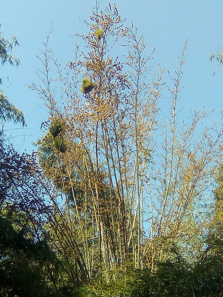 bamboo