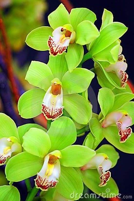 orquídeas