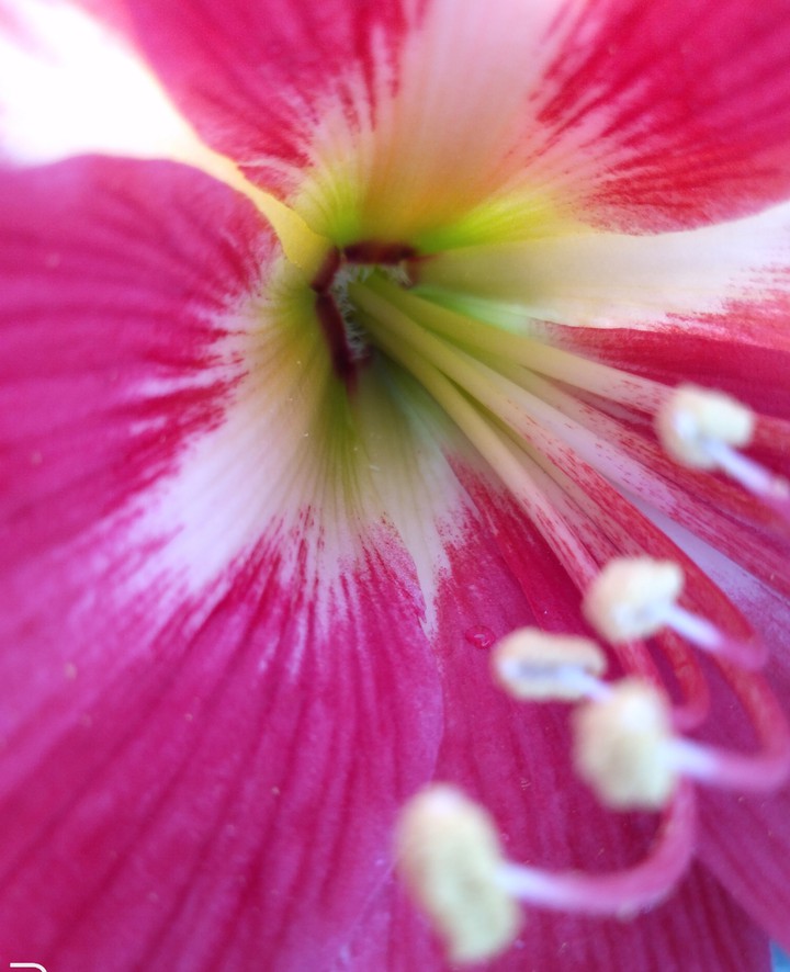 red_