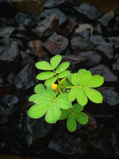Plant in rocks