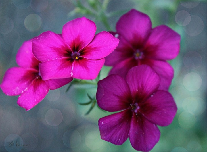 O.V. ❇️❤️❇️ my Flowers