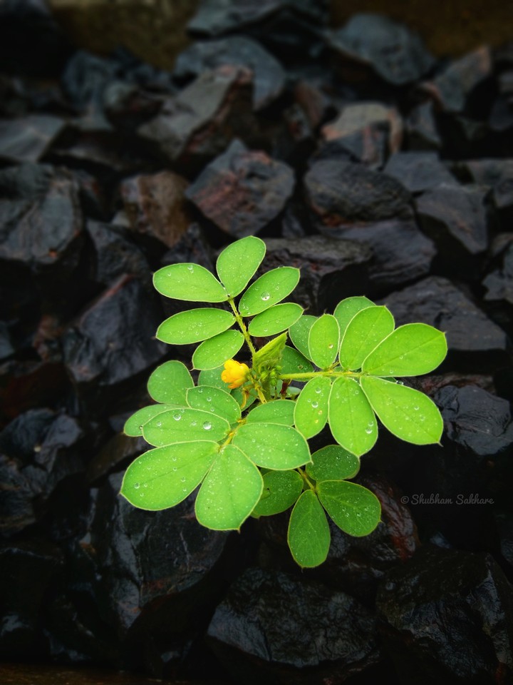 Plant in rocks